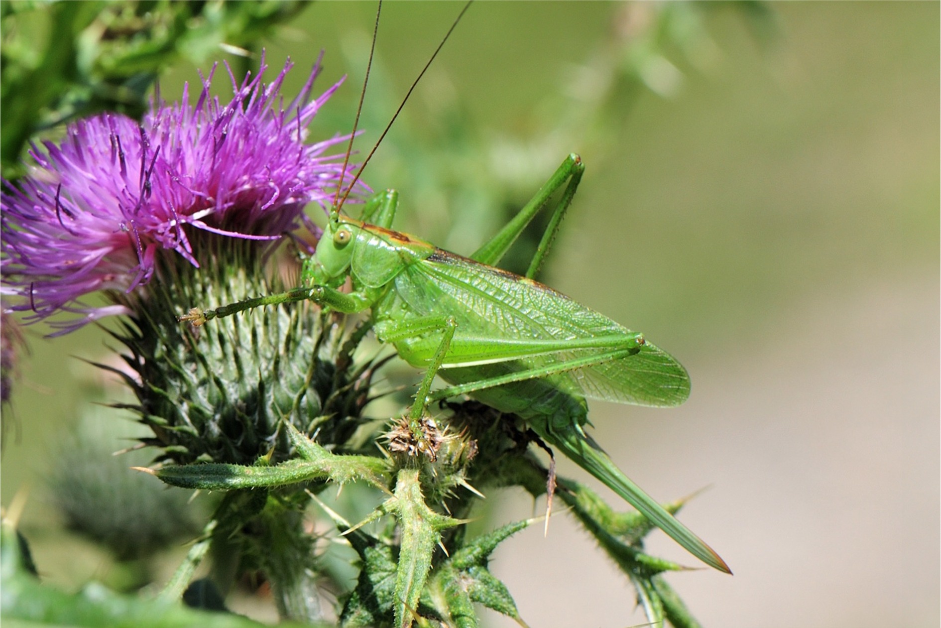 Tettigonia cantans