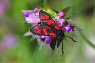 Zygaena filipendulae