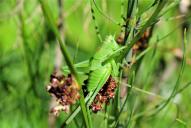 Tettigonia cantans