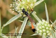 Ammophila sabulosa