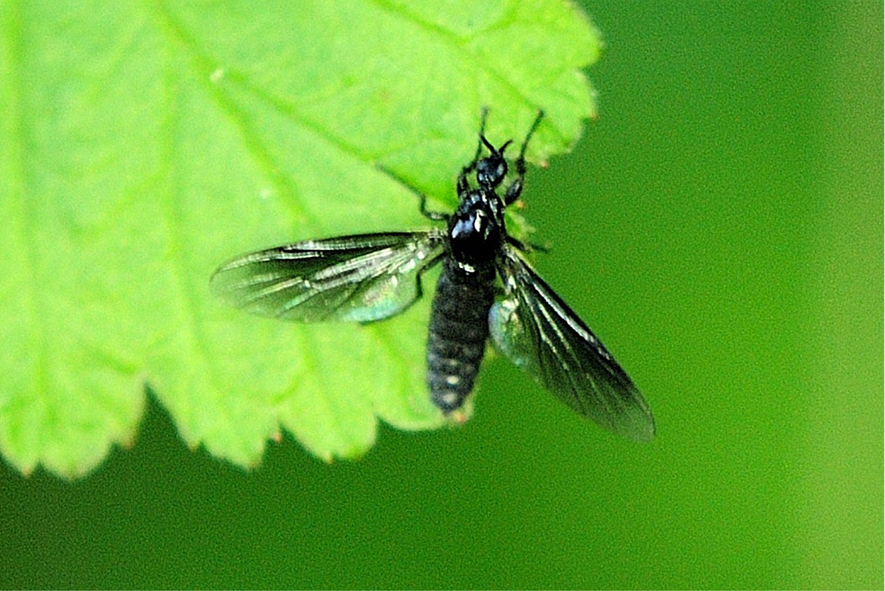 Dilophus febrilis