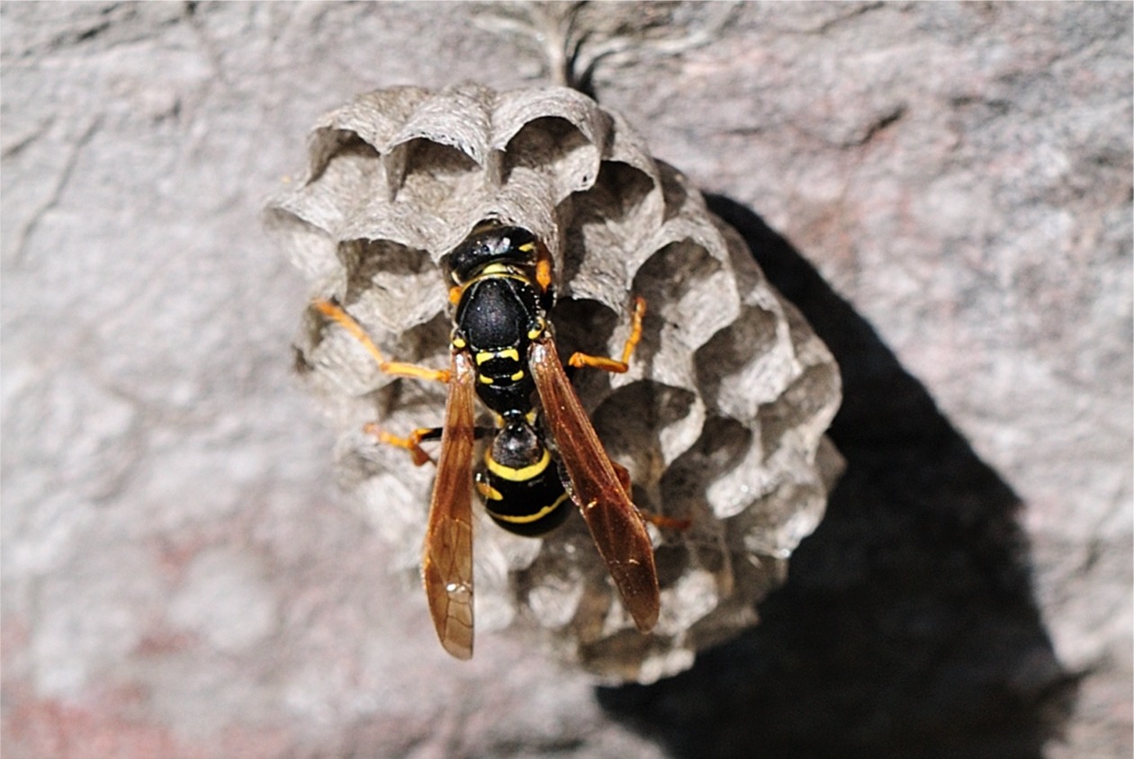 Polistes biglumis