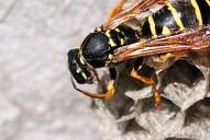 Polistes biglumis