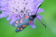 Zygaena filipendulae