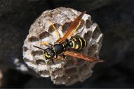 Polistes biglumis