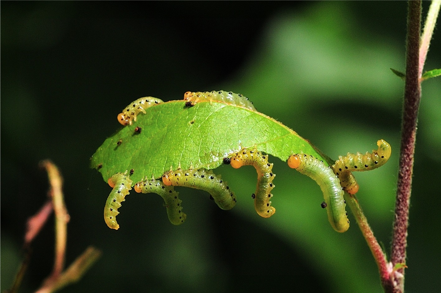 Pristiphora maesta