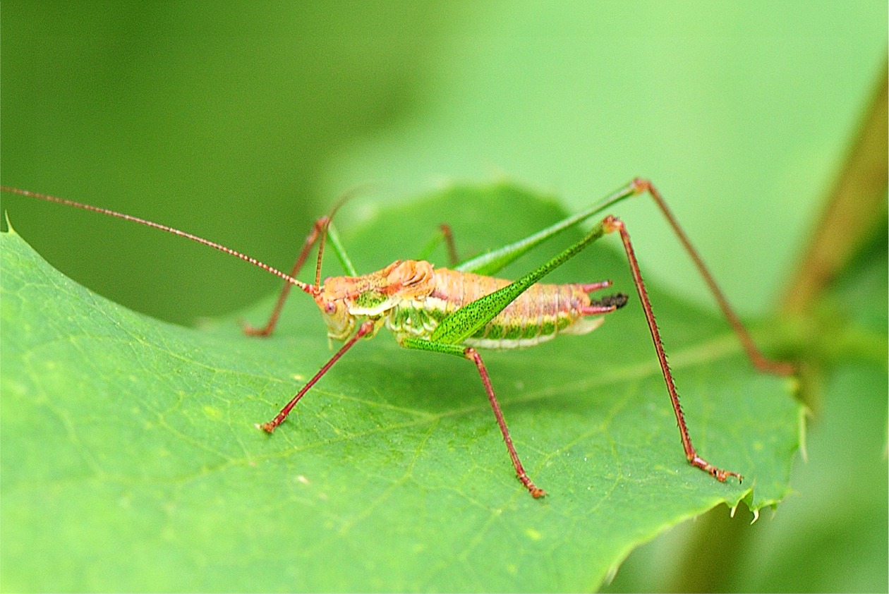 Leptophyes albovittata