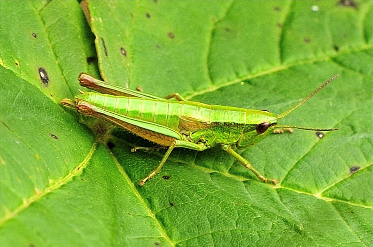 Euthystira brachyptera