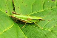 Euthystira brachyptera