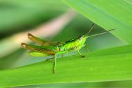 Euthystira brachyptera