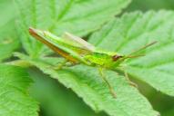 Euthystira brachyptera