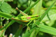 Euthystira brachyptera