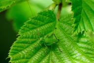 Barbitistes serricauda