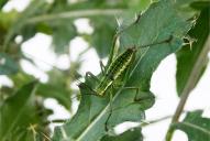 Barbitistes serricauda