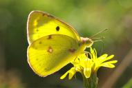 Colias hyale /  alfacariensis