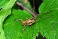 Pholidoptera griseoaptera