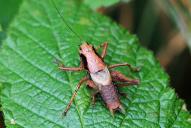 Pholidoptera griseoaptera