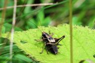 Pholidoptera griseoaptera