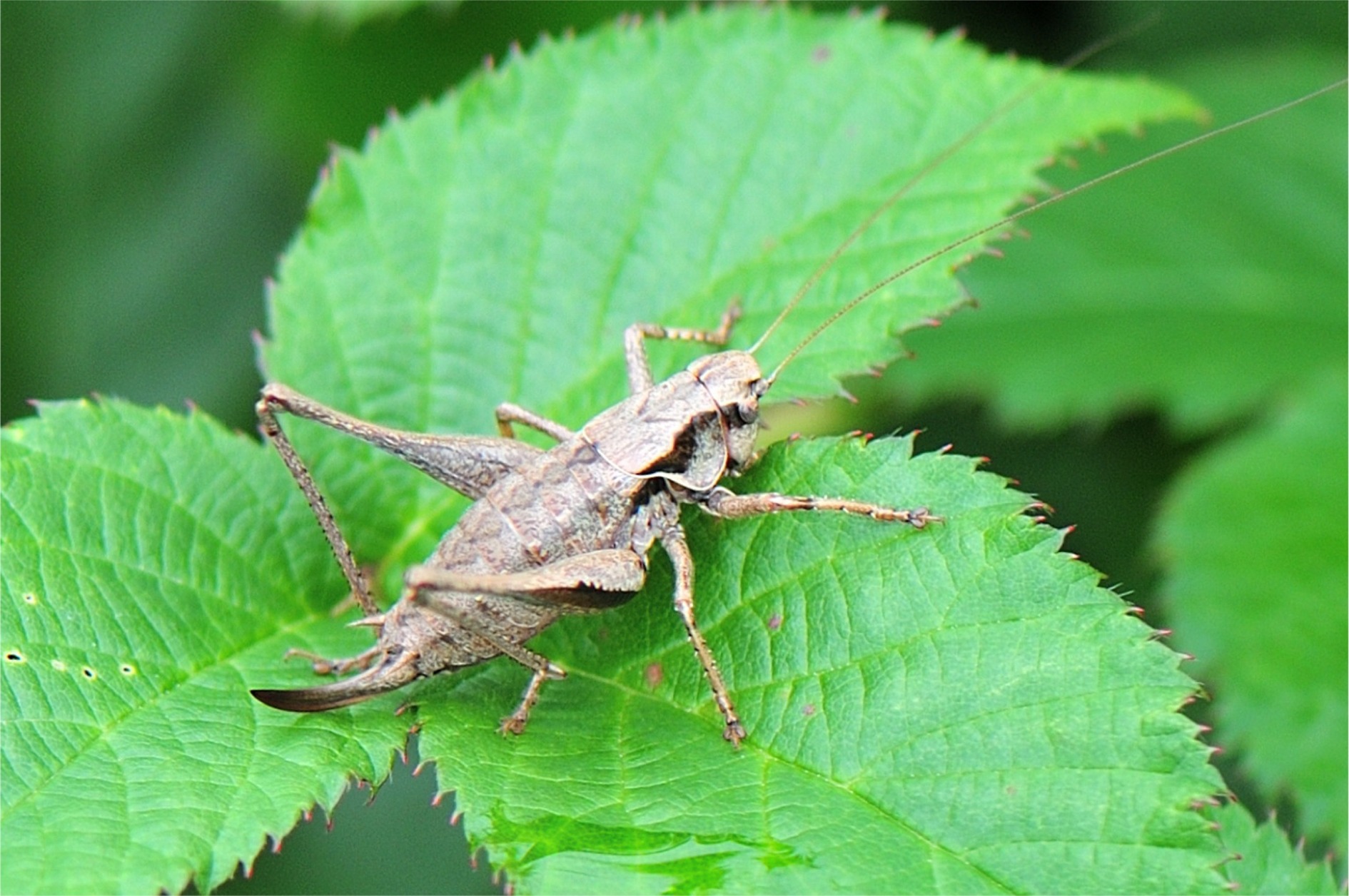 Pholidoptera griseoaptera