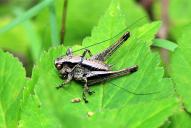 Pholidoptera griseoaptera