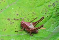 Pholidoptera griseoaptera