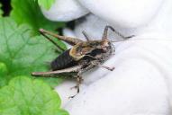 Pholidoptera griseoaptera