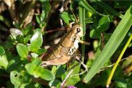 Podisma pedestris(♀)