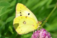 Colias hyale /  alfacariensis