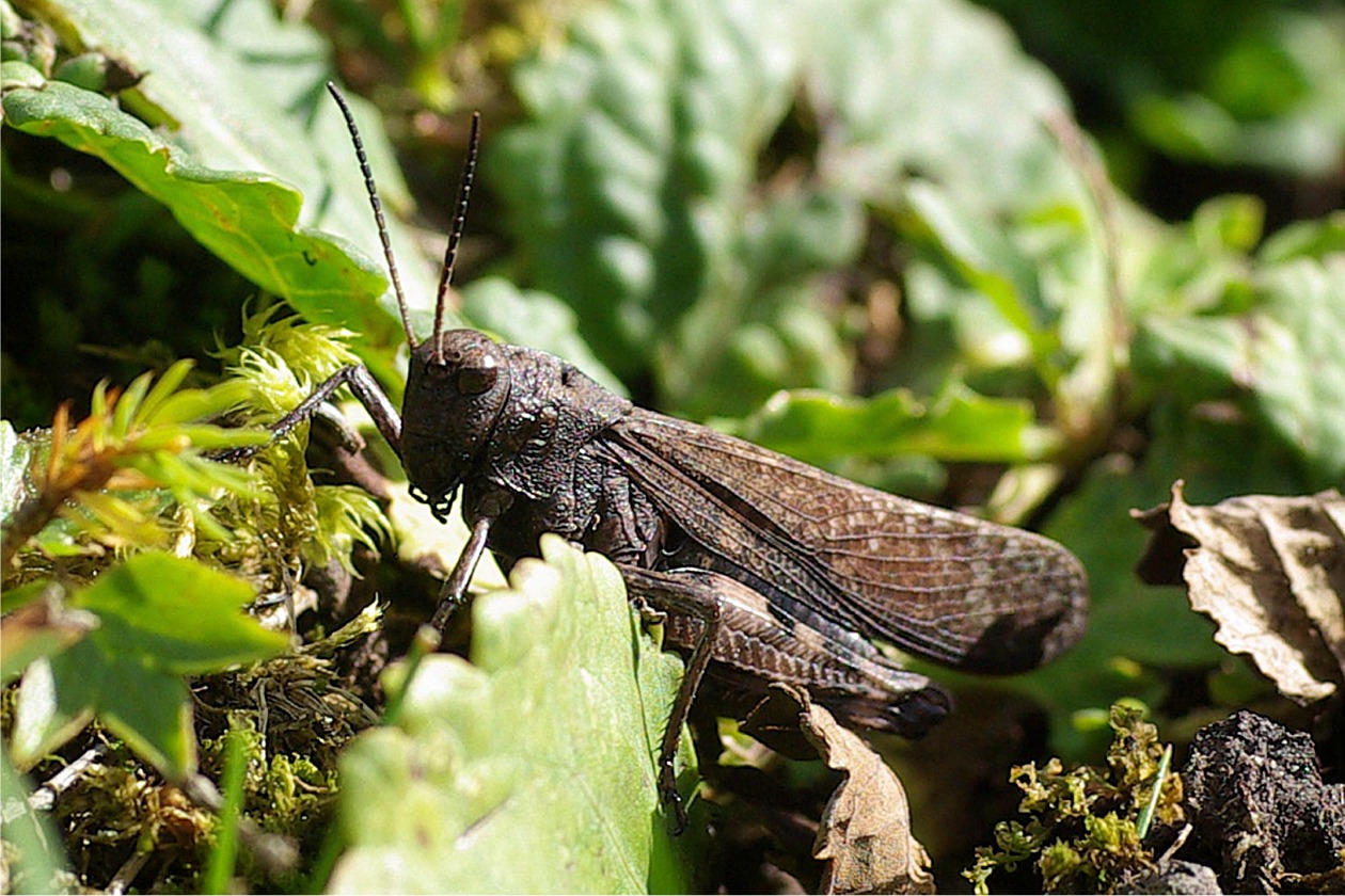 Psophus stridulus