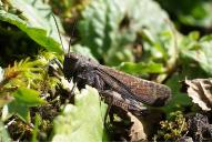 Psophus stridulus