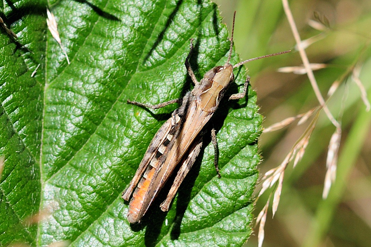 Chorthippus biguttulus(♂)