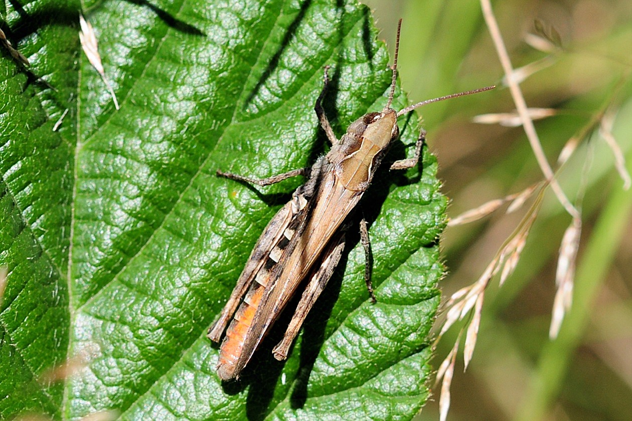 Chorthippus biguttulus