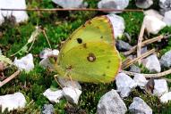 Colias hyale /  alfacariensis