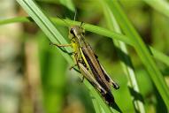 Stethophyma grossum(♂)