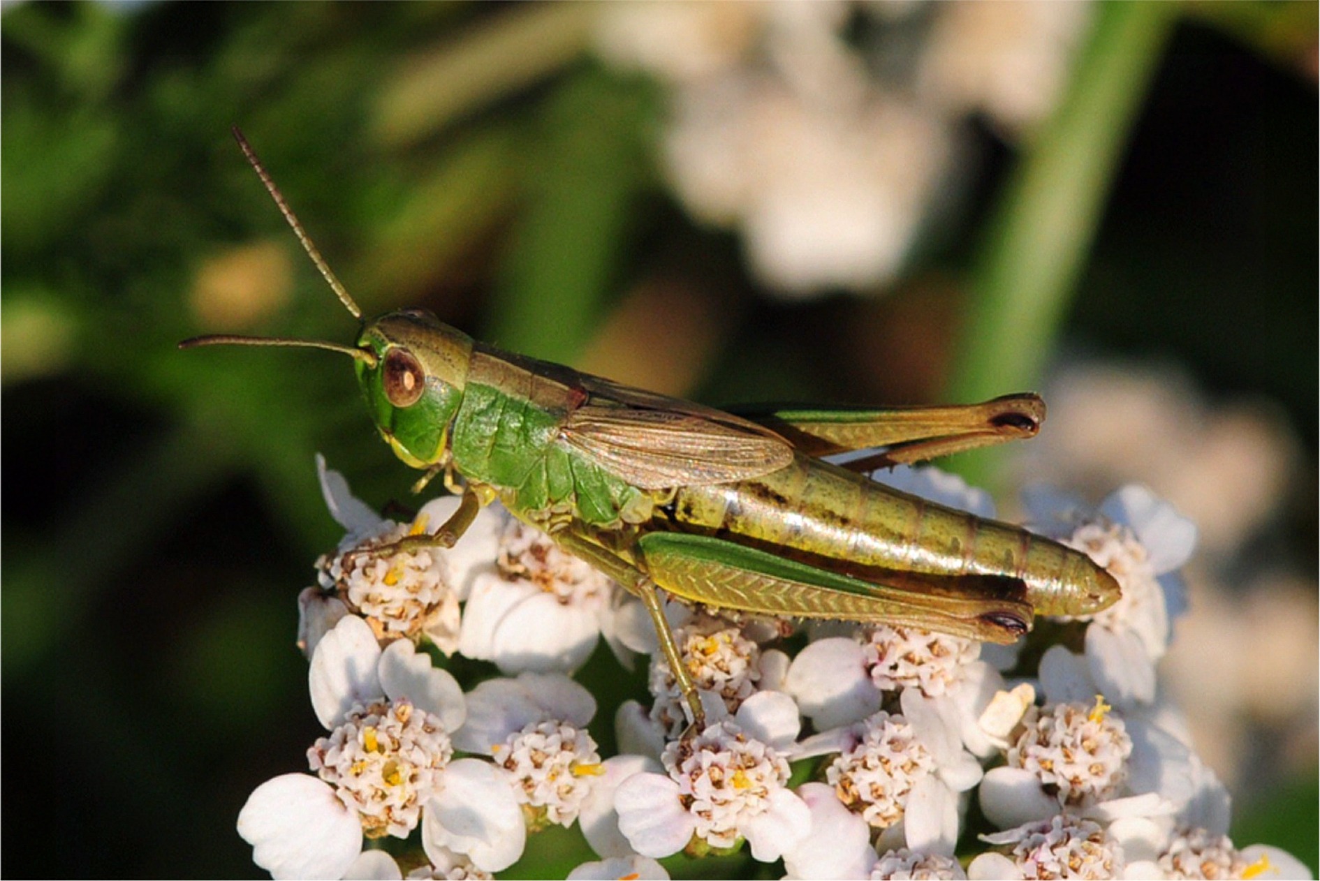 Pseudochorthippus parallelus