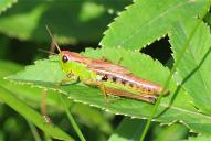 Pseudochorthippus parallelus