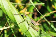 Pseudochorthippus parallelus