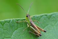 Pseudochorthippus parallelus