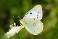 Colias hyale /  alfacariensis