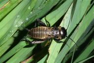 Gryllus campestris
