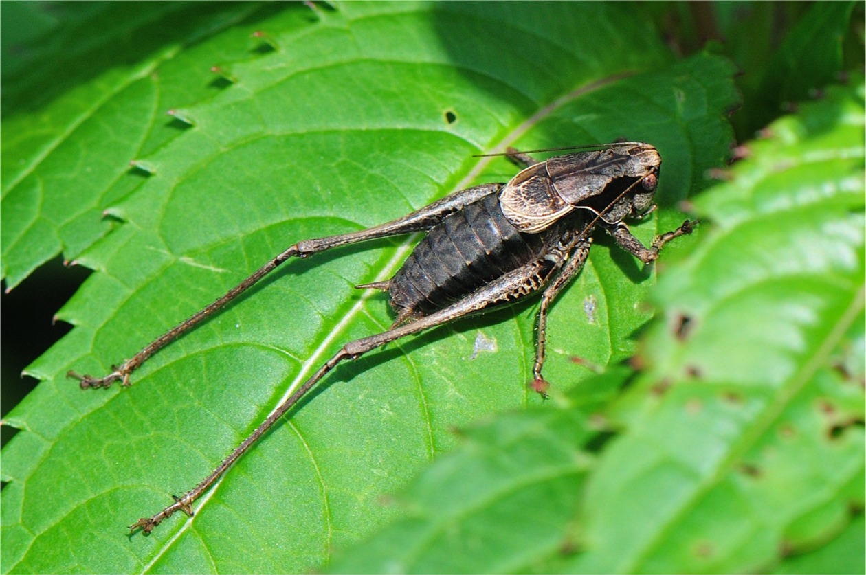 Pholidoptera aptera