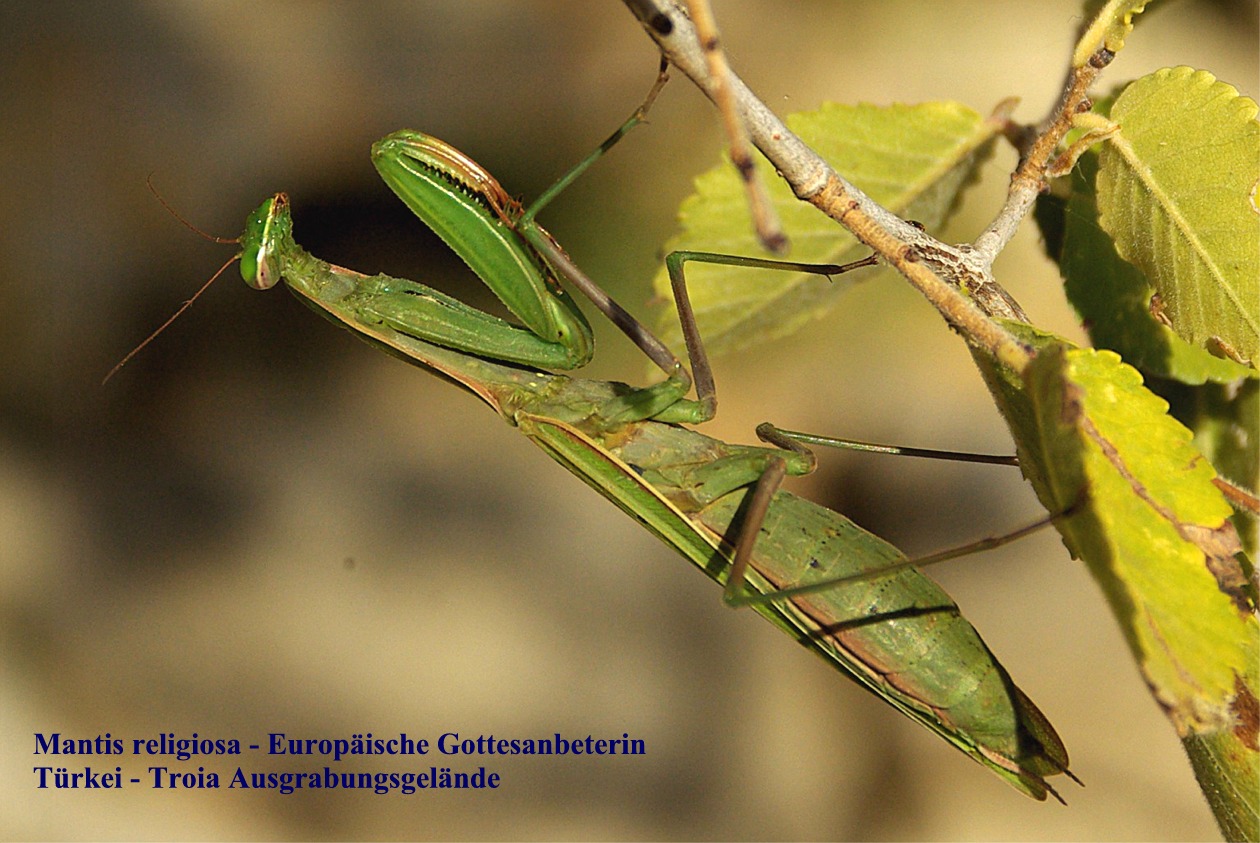 Mantis religiosa