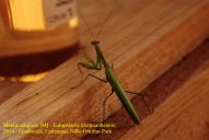 Mantis religiosa