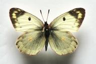 Colias hyale /  alfacariensis