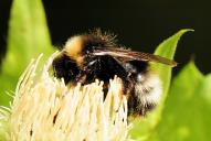 Bombus norvegicus