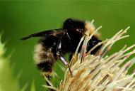 Bombus norvegicus