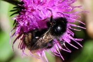 Bombus norvegicus