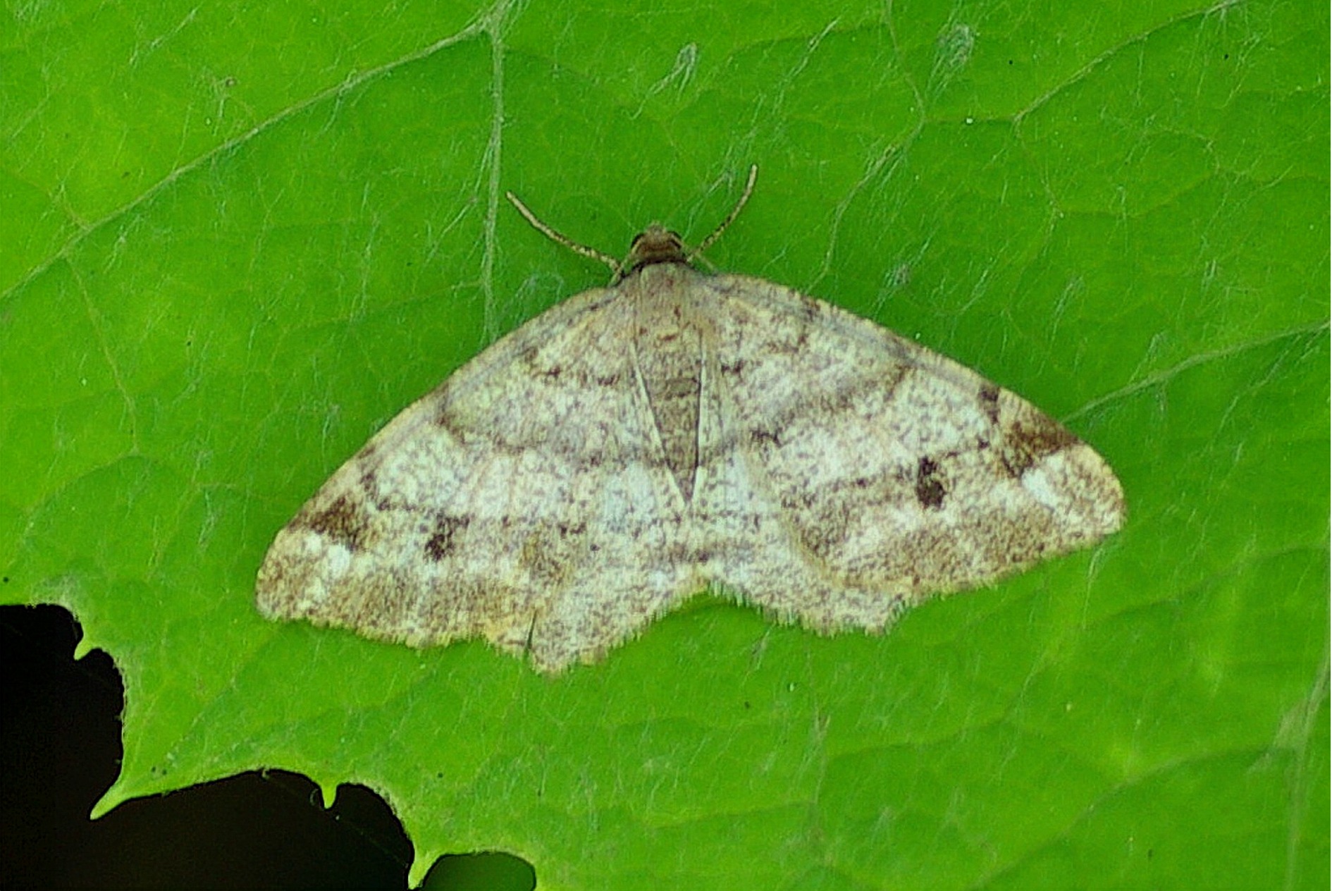 Macaria signaria