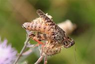 Calliptamus italicus