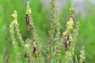 Calliptamus italicus